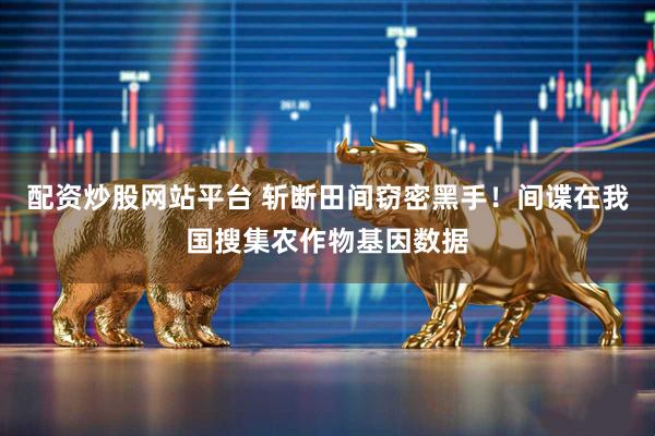 配资炒股网站平台 斩断田间窃密黑手！间谍在我国搜集农作物基因数据